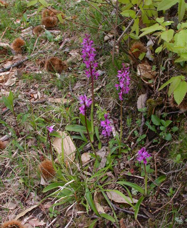 Orchidee del Chianti - Flora toscana